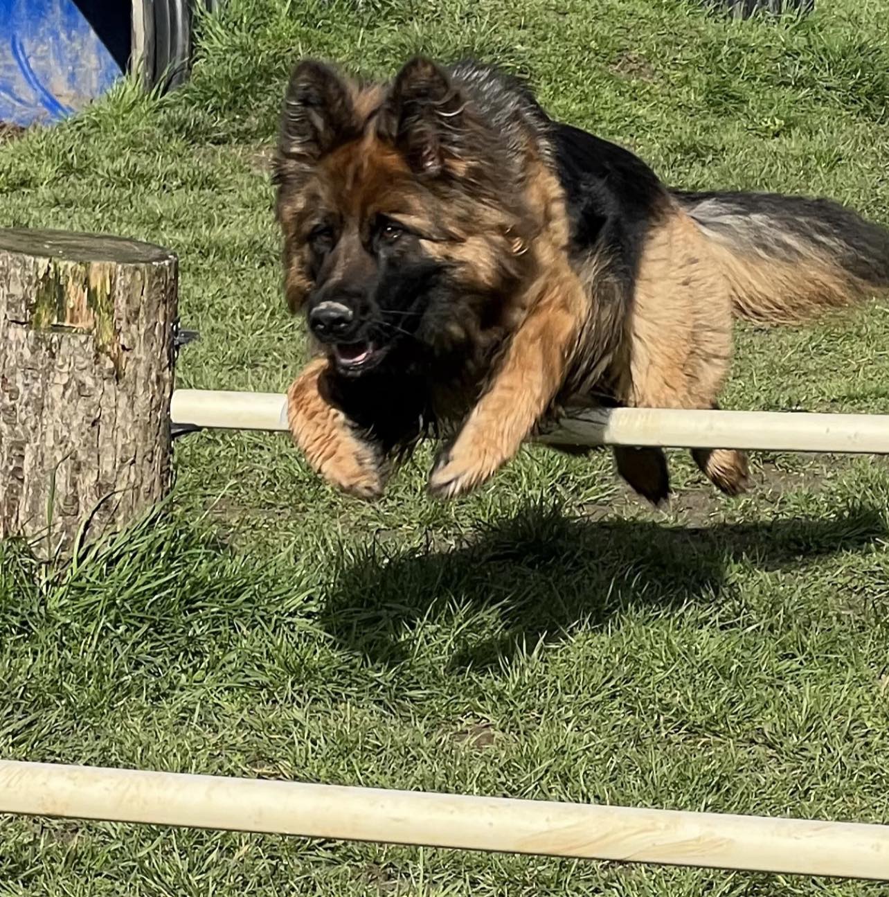German Shepherd clearing an agility hurdle in a training field